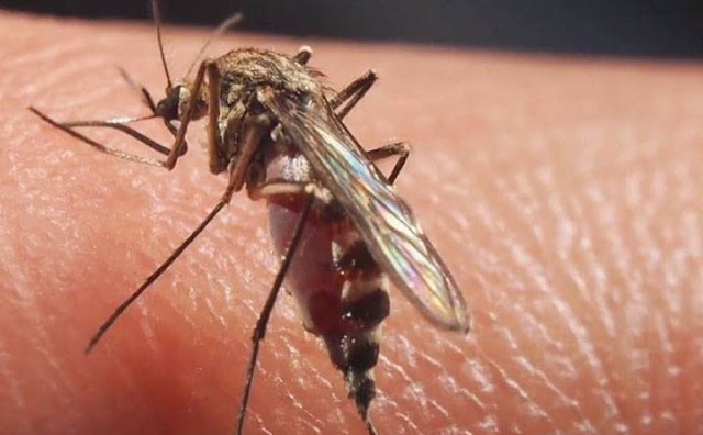 ΚΡΟΥΣΜΑΤΑ ΕΛΟΝΟΣΙΑΣ ΣΤΟΝ ΔΗΜΟ ΔΙΡΦΥΩΝ ΜΕΣΣΑΠΙΩΝ mosquito gn89