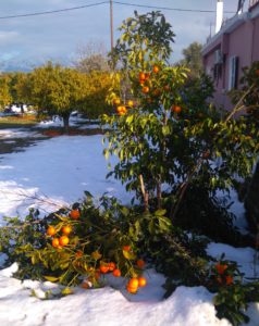 «Τεράστιες ζημιές» ο απολογισμός του χιονιά στα Ψαχνά.Μέχρι και σκεπή σπιτιού κατέρρευσε ! DSC 1197 3