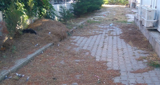 Σχολείο Καστέλλας:Νήπια παίζουν ανάμεσα σε σκουπίδια και ψόφια πουλιά DSC 2173