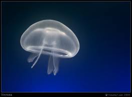 ΔΗΜΟΣ ΜΕΣΣΑΠΙΩΝ: ΕΜΦΑΝΙΣΗ ΜΕΔΟΥΣΩΝ ΣΤΙΣ ΘΑΛΑΣΣΕΣ ΤΗΣ ΠΕΡΙΦΕΡΕΙΑΣ.ΤΡΟΠΟΣ ΑΝΤΙΜΕΤΩΠΙΣΗΣ ΤΣΙΜΠΗΜΑΤΟΣ