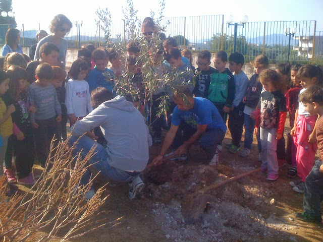 ΔΕΝΔΡΟΦΥΤΕΥΣΗ ΕΛΙΑΣ ΣΤΟ 2ο ΔΗΜΟΤΙΚΟ ΣΧΟΛΕΙΟ ΨΑΧΝΩΝ