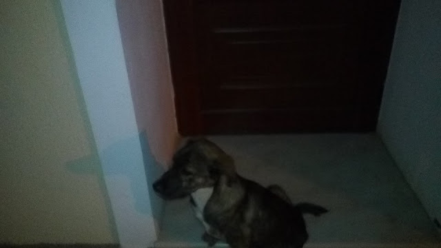 ΨΑΧΝΑ:ΜΙΑ "ΨΥΧΗ" ΖΗΤΑΕΙ ΑΓΑΠΗ ΣΤΕΓΗ ΚΑΙ ΟΙΚΟΓΕΝΕΙΑ...