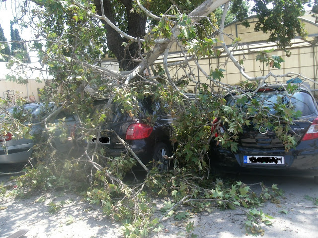 ΨΑΧΝΑ: ΣΑΠΙΟΣ ΠΛΑΤΑΝΟΣ ΕΣΠΑΣΕ ΚΑΙ ΠΛΑΚΩΣΕ ΤΡΙΑ ΙΧ ΣΕ ΠΑΡΚΙΝΓΚ ΣΟΥΠΕΡ-ΜΑΡΚΕΤ  ΠΡΟΚΑΛΩΝΤΑΣ ΤΟΥΣ ΜΕΓΑΛΕΣ ΖΗΜΙΕΣ !  (ΦΩΤΟΓΡΑΦΙΕΣ)