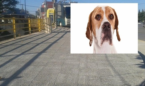 Αναγνώστρια Psaxna.gr:«Σας παρακαλώ κάντε κάτι για αυτά τα δύο σκυλάκια που βρίσκονται κάτω από την γέφυρα των Ψαχνών.Θα ψοφήσουν τα καημένα !»
