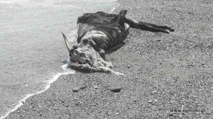 Παραλία Χιλιαδού: Νεκρή κατσίκα δύο ημέρες πάνω στην ακτογραμμή !