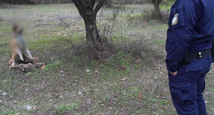 Κτηνωδία: Κρέμασαν σκύλο σε χωράφι στην Αχαία. 1000 ευρώ επικήρυξη για τον δράστη