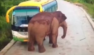 Κίνα: Άγριος ελέφαντας επιτίθεται σε λεωφορείο ! (video)