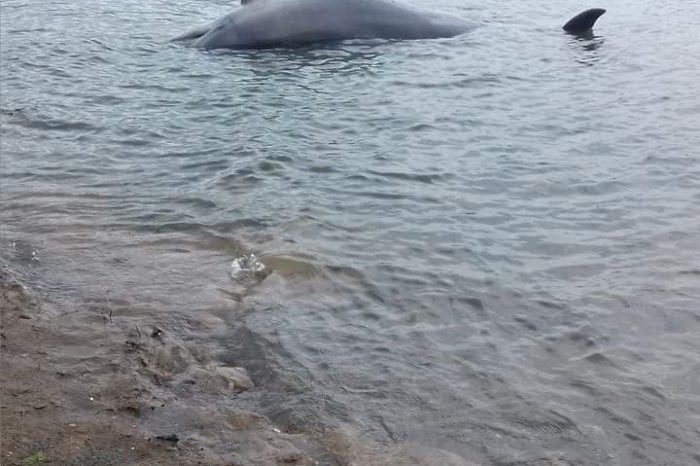 Καστέλλα: Βρέθηκε νεκρό δελφίνι 3,17 μέτρων στην «Τριστέλλα»