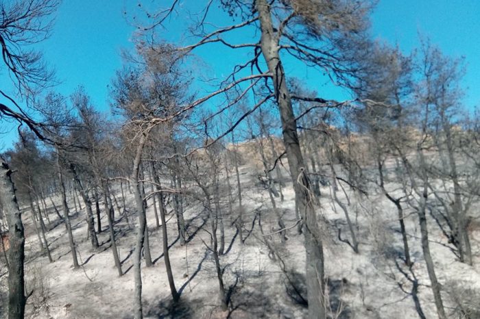 Οδοιπορικό στο καμένο Κοντοδεσπότι μία εβδομάδα μετά : «Στάχτη και αποκαίδια άφησε πίσω της η πύρινη λαίλαπα που κατέστρεψε ένα από τα ομορφότερα δάση της περιοχής» (video)