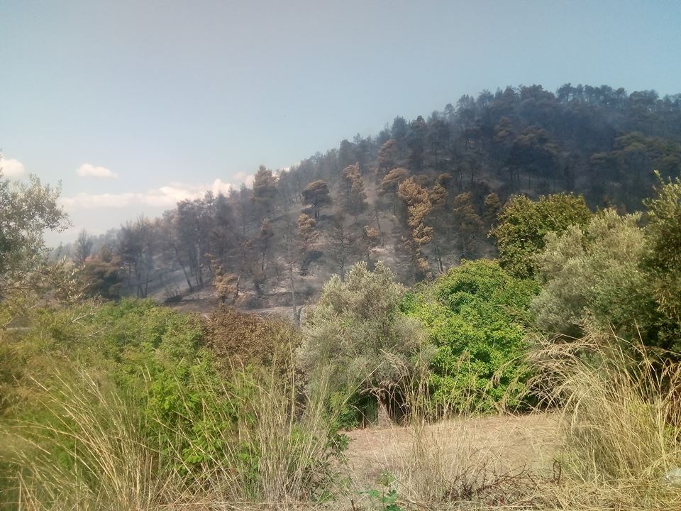 Υπό έλεγχο η φωτιά στο Κοντοδεσπότι.«Καμμένη γη» πάνω από 12.000 στρέμματα... (φωτό-video) 39038981 2313244955628252 7530796021878620160 n