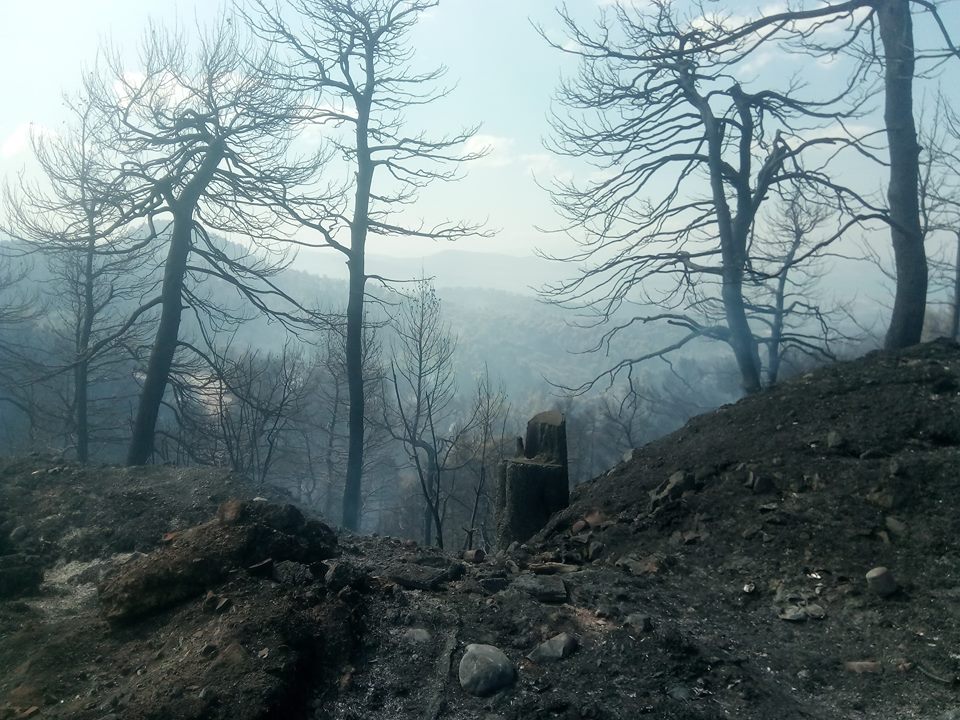 Υπό έλεγχο η φωτιά στο Κοντοδεσπότι.«Καμμένη γη» πάνω από 12.000 στρέμματα... (φωτό-video) 39121886 2195436184045713 3000684557822328832 n