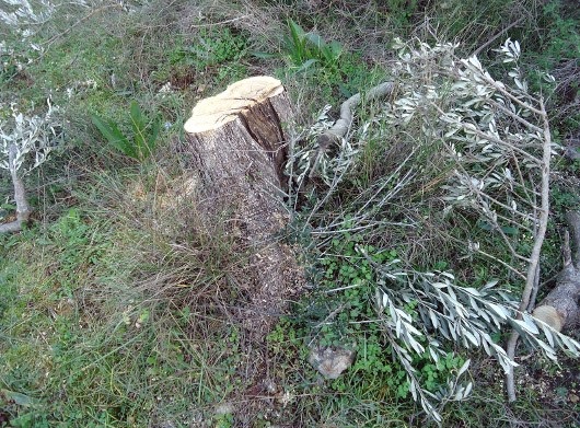 Δεκάδες καταγγελίες για κλοπή ξύλων και κλαριών από ελιές  σε Ψαχνά Καστέλλα και Τριάδα:«Ρημάζουν» ότι βρουν μπροστά τους οι κλέφτες