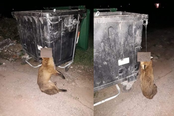 Ψαχνά:Κρέμασαν αλεπού σε κάδο απορριμμάτων