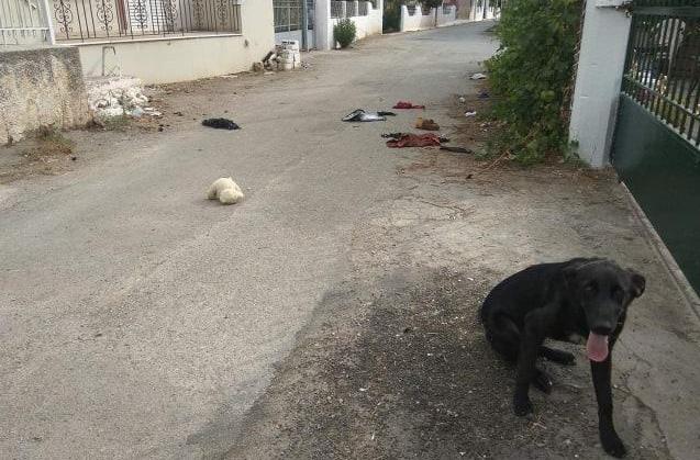Νέο κρούσμα επίθεσης αδέσποτου σκύλου  στα Ψαχνά