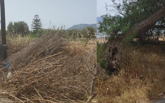 Σε κακή κατάσταση η παραλία των Πολιτικών.Ετοιμόρροπα δέντρα-κλαριά και σκουπίδια κατά μήκος της θάλασσας (φωτό)