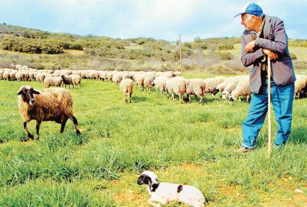 Μέτρα στήριξης των κτηνοτρόφων-Μέχρι πότε θα ισχύουν