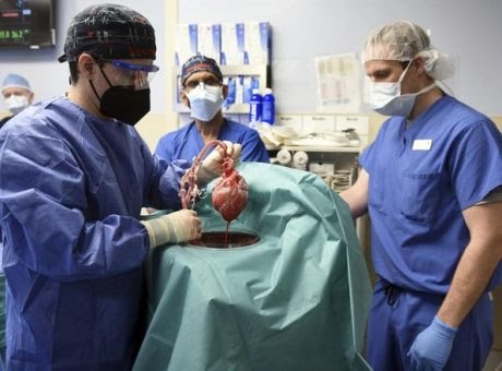 Επιστημονικό επίτευγμα: Η πρώτη επιτυχημένη μεταμόσχευση καρδιάς γουρουνιού σε άνθρωπο