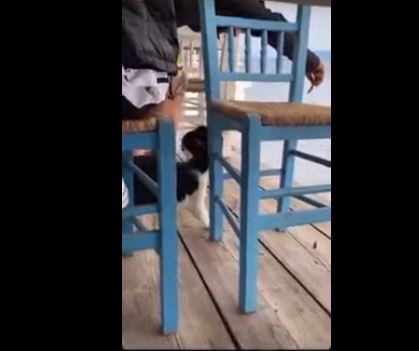 Εύβοια: Συνελήφθη ο 30χρονος για την κακοποίηση της γάτας σε ψαροταβέρνα