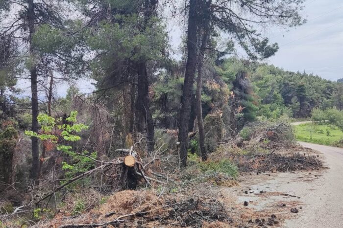 Ωρολογιακή βόμβα τα παρατημένα πεύκα στον δρόμο για τις Άκρες του Δήμου Μεσσαπίων