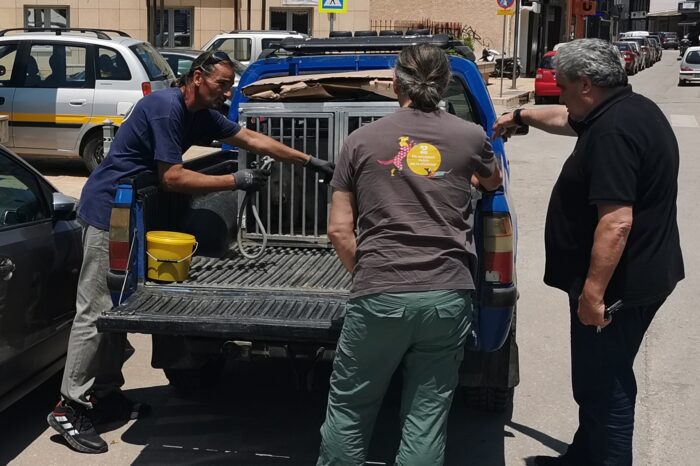 Ψαχνά:Αγώνας δρόμου για την διαχείριση των αδέσποτων-23:30 την νύχτα μάζεψε αδέσποτο στην Τριάδα ο Ψαθάς για να μην γίνει ατύχημα