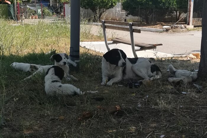 Κάτοικοι Αγίου Βλασίου Ψαχνά:«Μας έφαγε η βρώμα από τα αδέσποτα»