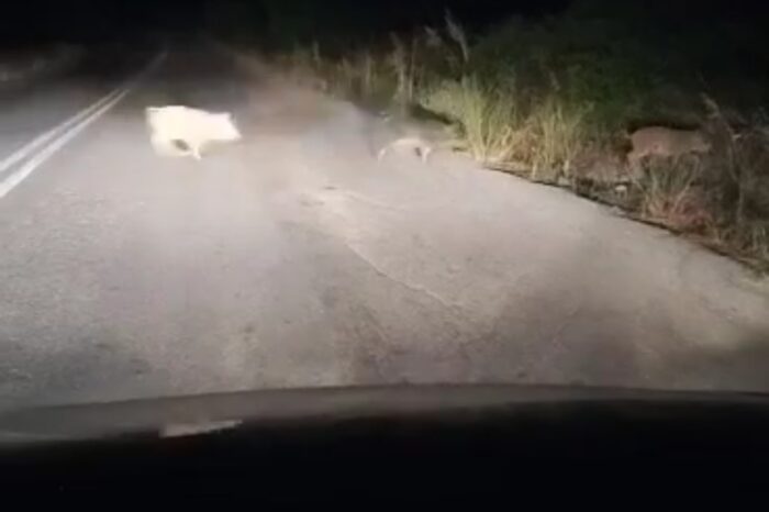 Πισσώνας:Αγριογούρουνα πετάγονται στην μέση του δρόμου στις 5:00 το πρωί  (video)