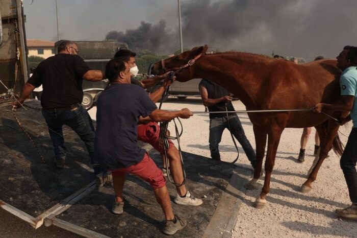 Κάηκε καταφύγιο ζώων στο Λαγονήσι -«Πένθος, θλίψη και οργή»