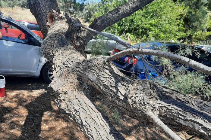 Παρά λίγο ατύχημα στα Πολιτικά: Έπεσε κομμάτι από δένδρο μπροστά από τους λουόμενους (φωτό)