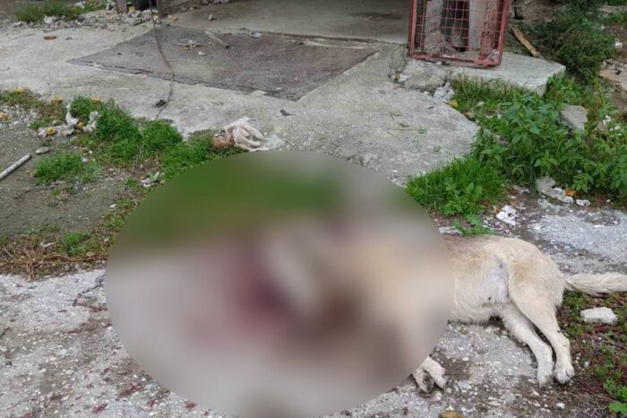 Μακρυκάπα:Πυροβόλησαν σκύλο στο κεφάλι