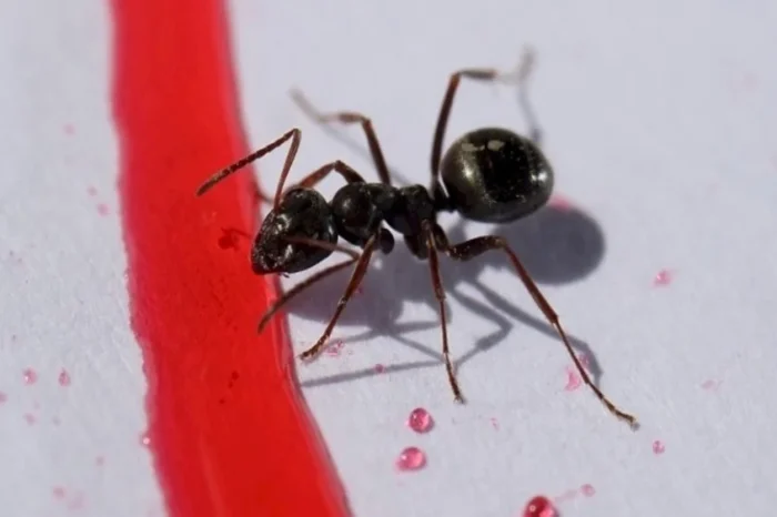 Φωτογράφος έκανε ζουμ σε πρόσωπο μυρμηγκιού:Δείτε την απίστευτη εικόνα....