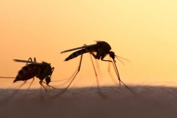ΕΟΔΥ: Προσοχή στα κουνούπια λόγω του ιού του Δυτικού Νείλου -Πώς μπορούμε να προστατευτούμε