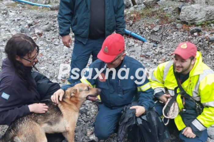 Δίρφη:Εθελοντές του ΣΕΔΔΔ Ψαχνών και Πυροσβέστες έσωσαν σκύλο που έπεσε σε χαράδρα