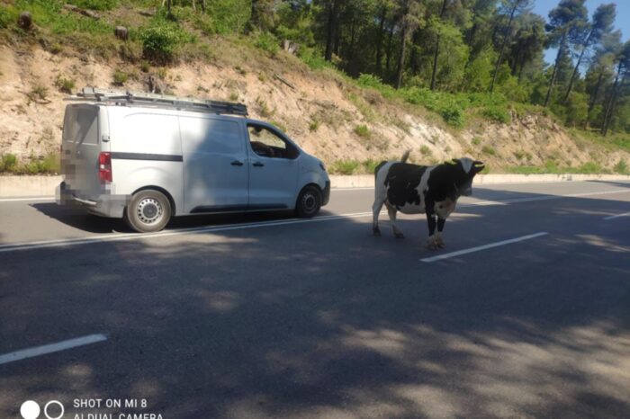 Προσοχή:Μοσχάρια στη μέση του δρόμου Χαλκίδος - Αιδηψού