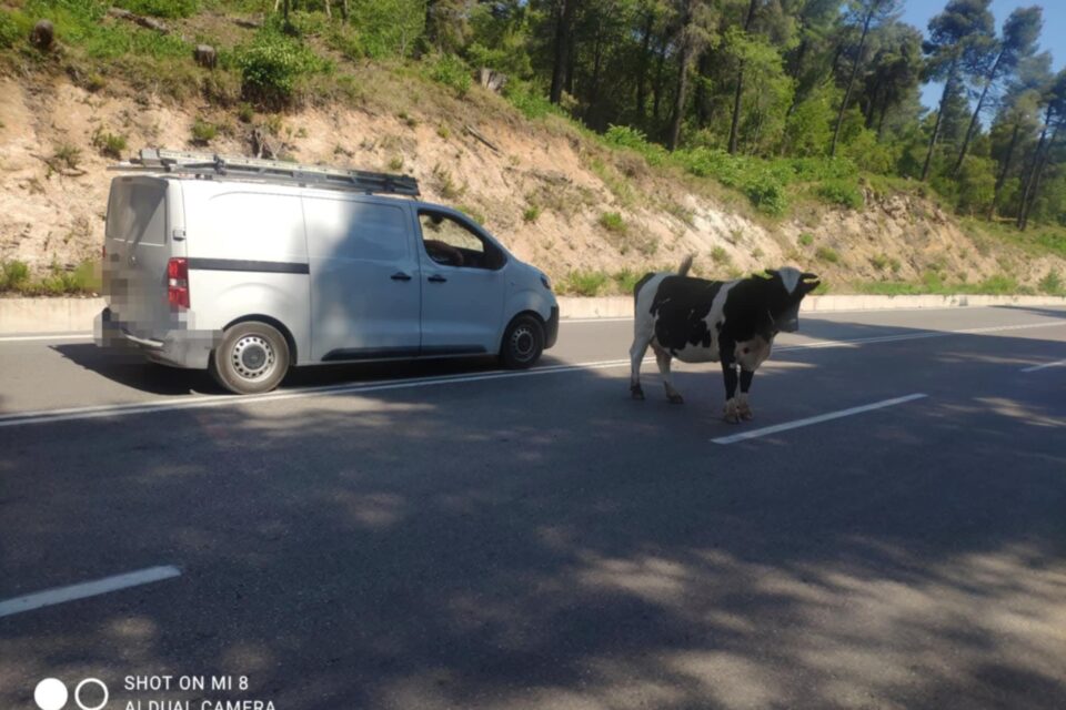 Προσοχή:Μοσχάρια στη μέση του δρόμου Χαλκίδος - Αιδηψού