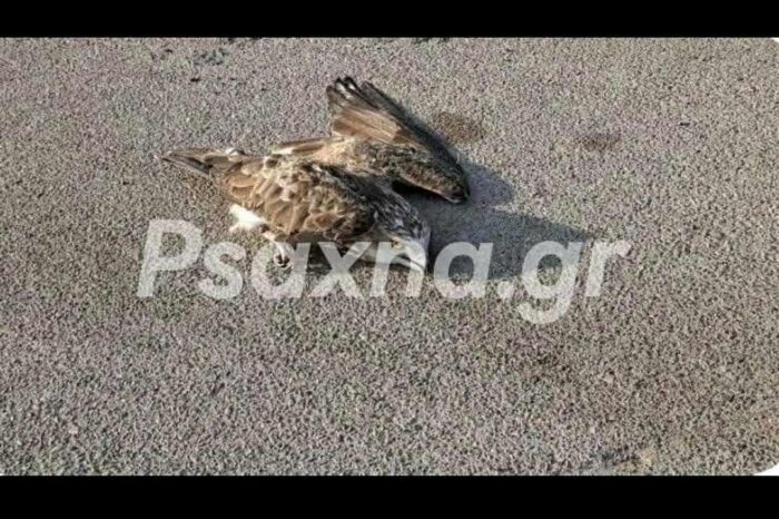 Τραυματισμένο γεράκι στη Νεα Αρτάκη - Έκκληση κατοίκων για βοήθεια