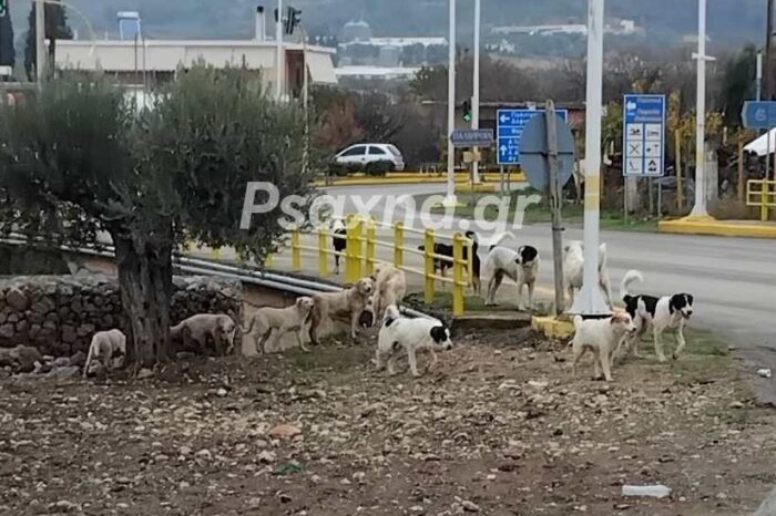 Αδέσποτο δάγκωσε και τραυμάτισε και δεύτερο άνθρωπο στο ίδιο σημείο